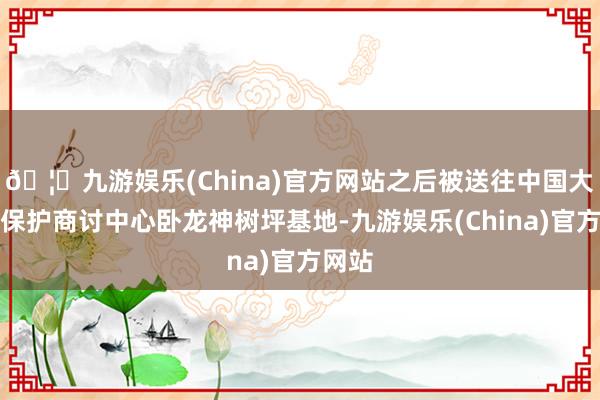 🦄九游娱乐(China)官方网站之后被送往中国大熊猫保护商讨中心卧龙神树坪基地-九游娱乐(China)官方网站